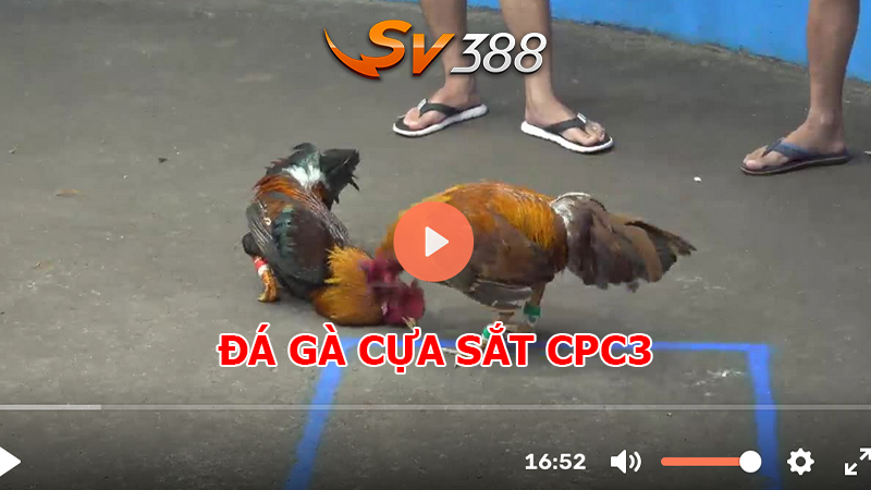 ĐÁ GÀ CPC3